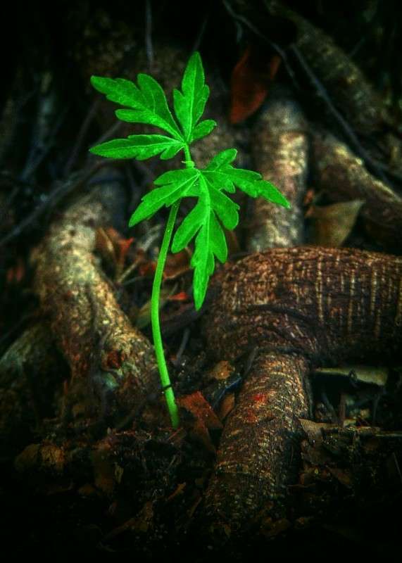 ������� ������� ����� Ron Levi �� PhotoGeek.ru #����� ��������������