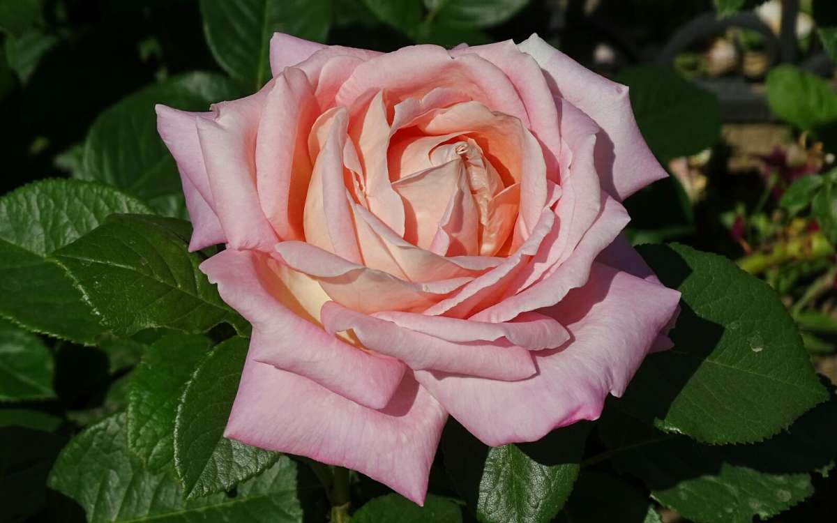 Долина роз смоленск миловидово. Смоленские розы. Розе.
