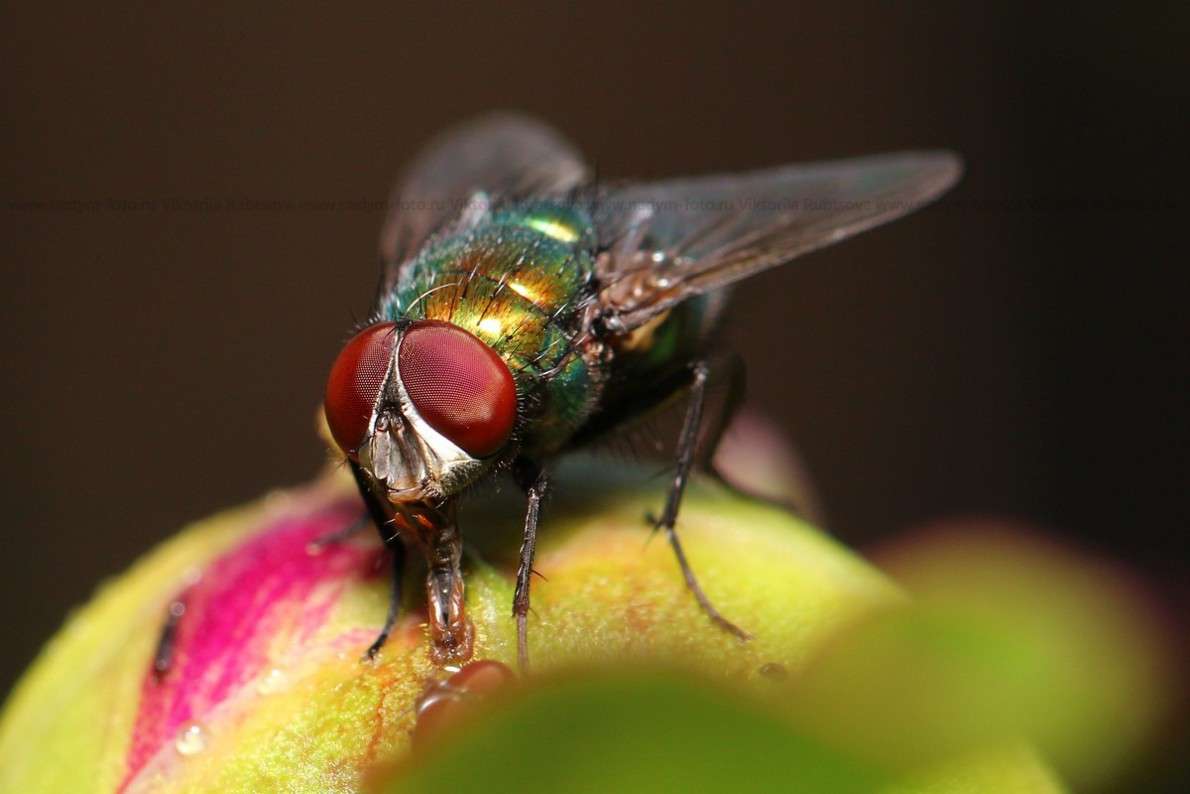 ... ����� Victoria Rubtsova �� PhotoGeek.ru #�����