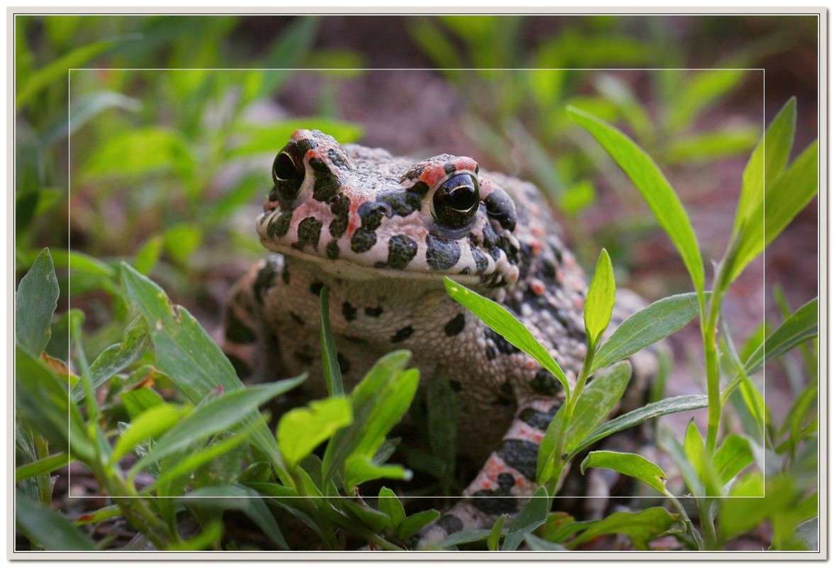 ... ����� Victoria Rubtsova �� PhotoGeek.ru #�������� ���