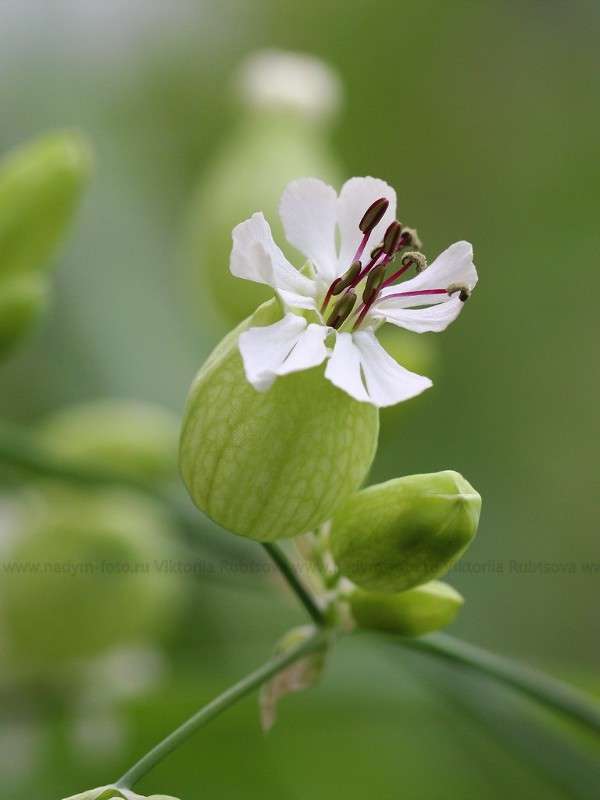 ... ����� Victoria Rubtsova �� PhotoGeek.ru #����� #������ ��� �������