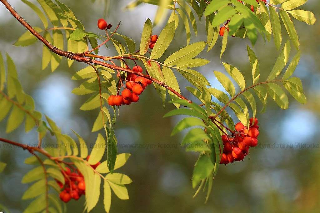 ... ����� Victoria Rubtsova �� PhotoGeek.ru #������ ��� ������� #����� ��������������