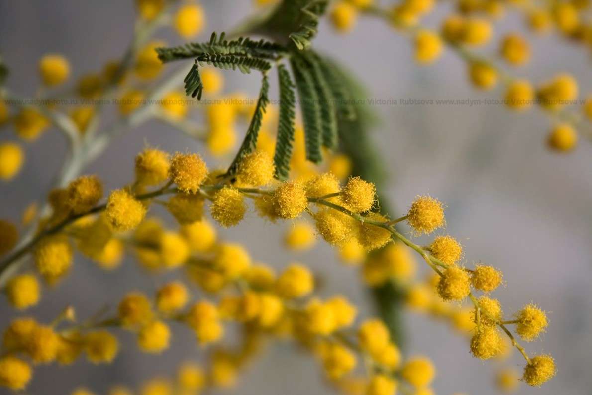 ... ����� Victoria Rubtsova �� PhotoGeek.ru #������ ��� ������� #����� ��������������