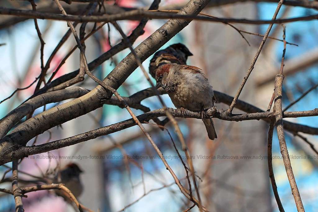 ... ����� Victoria Rubtsova �� PhotoGeek.ru #�������� ���