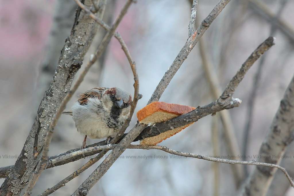 ... ����� Victoria Rubtsova �� PhotoGeek.ru #�������� ���