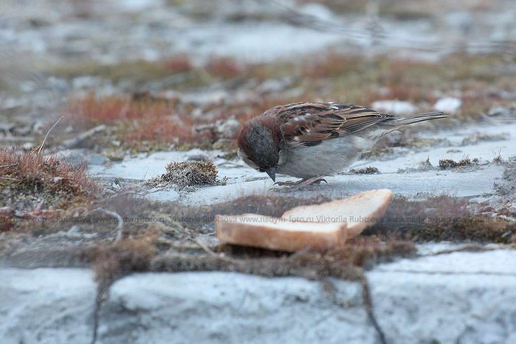 ... ����� Victoria Rubtsova �� PhotoGeek.ru #�������� ���