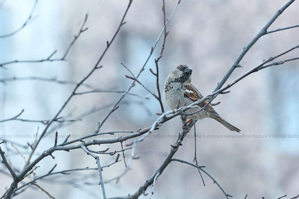 ... ����� Victoria Rubtsova �� PhotoGeek.ru #�������� ���