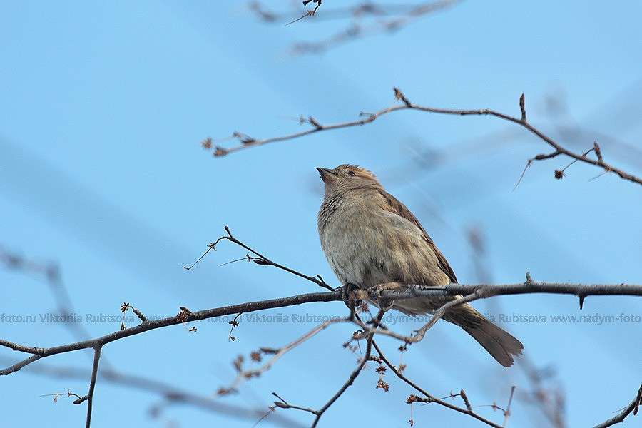 ... ����� Victoria Rubtsova �� PhotoGeek.ru #�������� ���