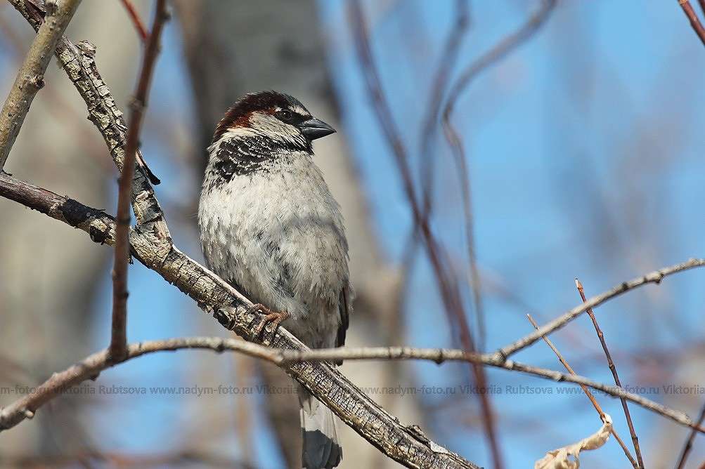 ... ����� Victoria Rubtsova �� PhotoGeek.ru #�������� ���