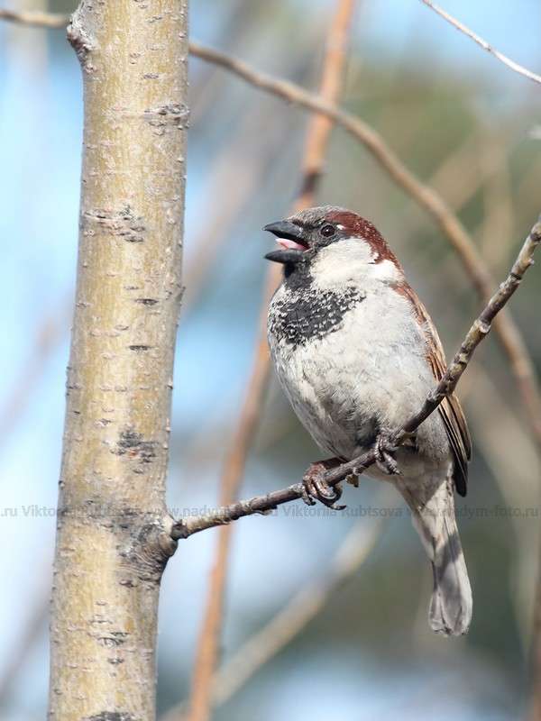 ... ����� Victoria Rubtsova �� PhotoGeek.ru #�������� ���