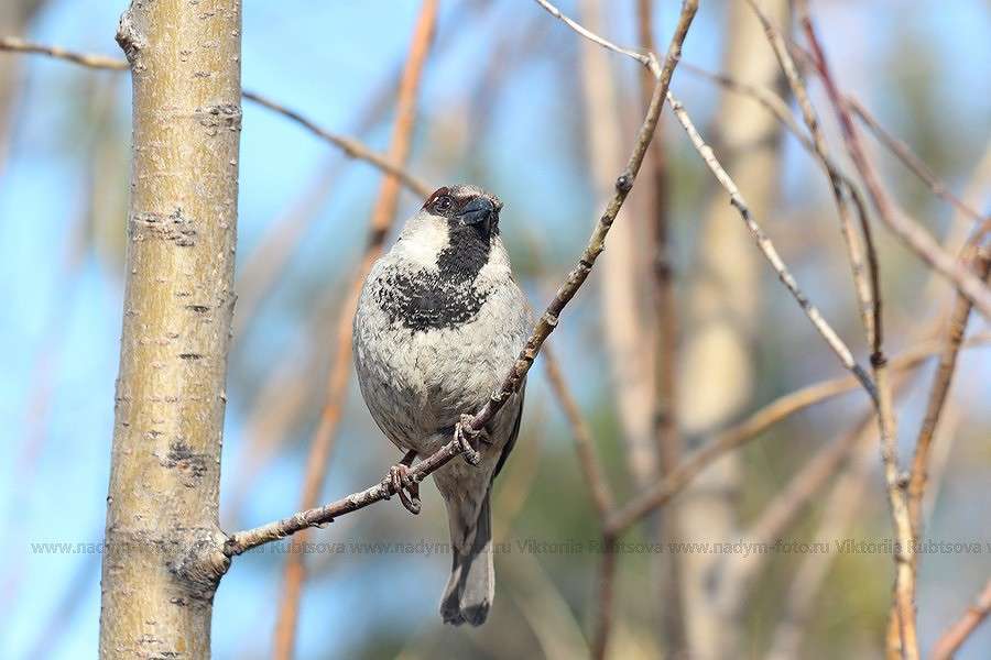 ... ����� Victoria Rubtsova �� PhotoGeek.ru #�������� ���