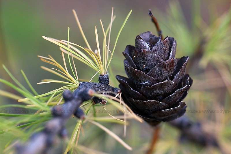 ... ����� Victoria Rubtsova �� PhotoGeek.ru #������ ��� ������� #����� ��������������