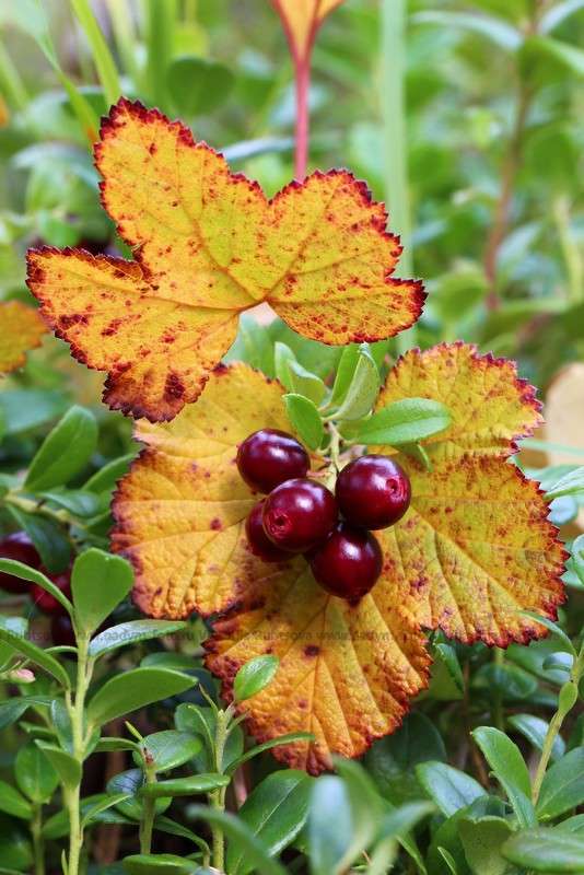 ... ����� Victoria Rubtsova �� PhotoGeek.ru #������ ��� �������