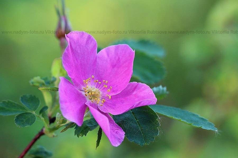 ... ����� Victoria Rubtsova �� PhotoGeek.ru #������ ��� �������