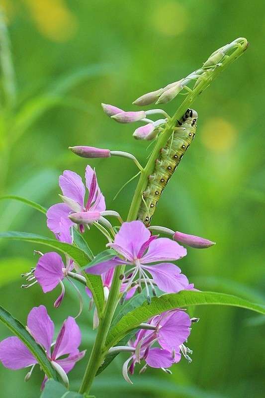 ... ����� Victoria Rubtsova �� PhotoGeek.ru #�����