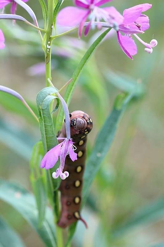 ... ����� Victoria Rubtsova �� PhotoGeek.ru #����� #�������� ���