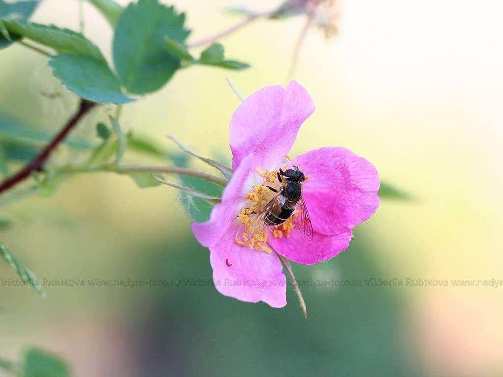 ... ����� Victoria Rubtsova �� PhotoGeek.ru #����� #�������� ���