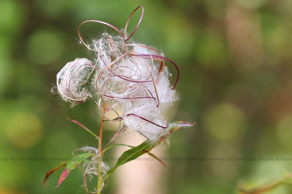 ... ����� Victoria Rubtsova �� PhotoGeek.ru #����� #������ ��� �������