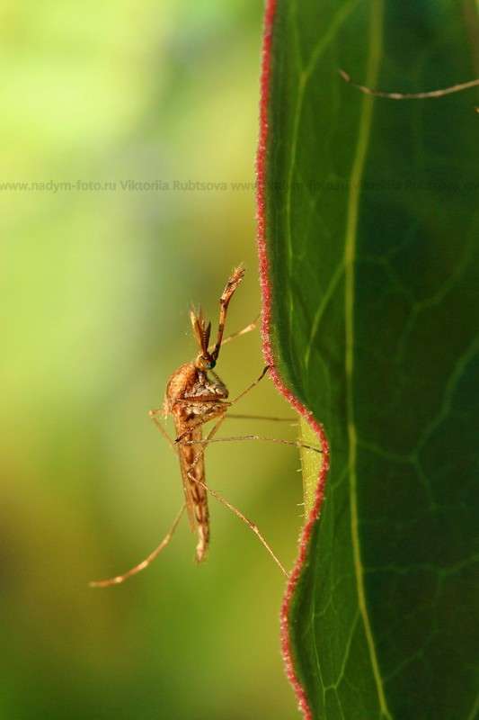 ... ����� Victoria Rubtsova �� PhotoGeek.ru #����� #�������� ���