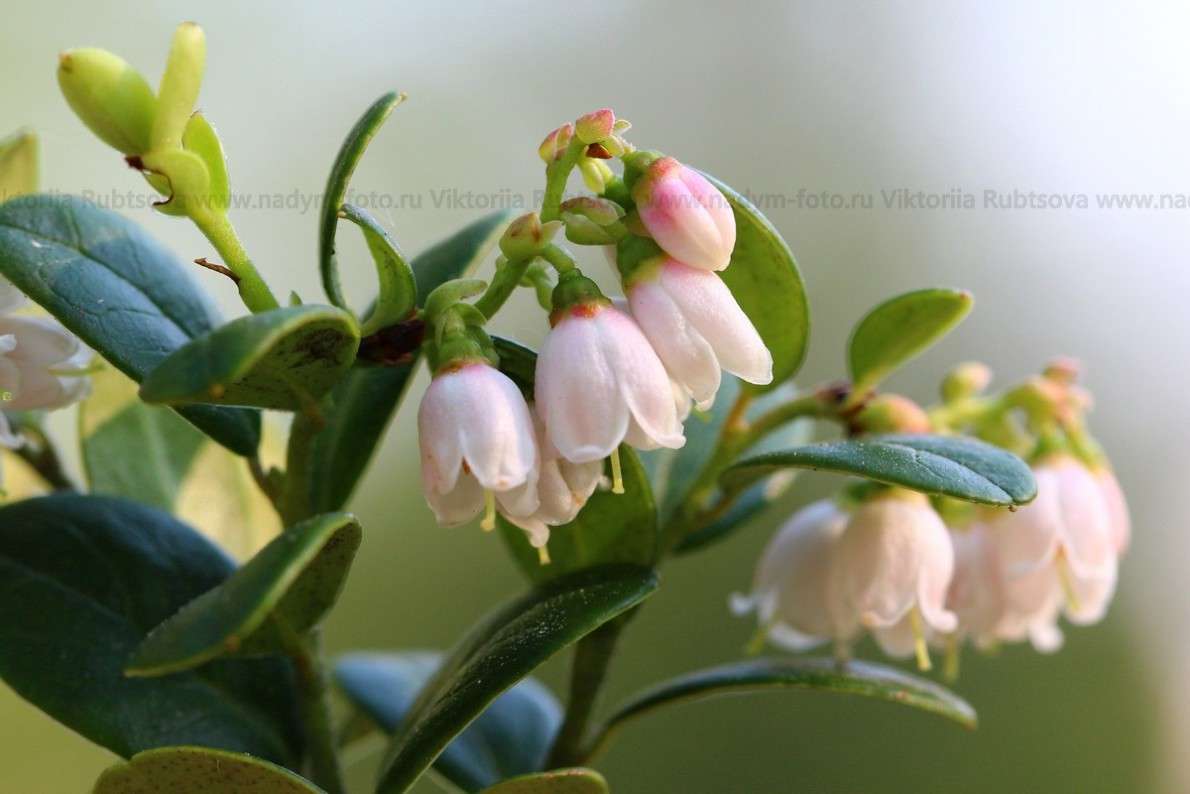 ... ����� Victoria Rubtsova �� PhotoGeek.ru #����� #������ ��� �������