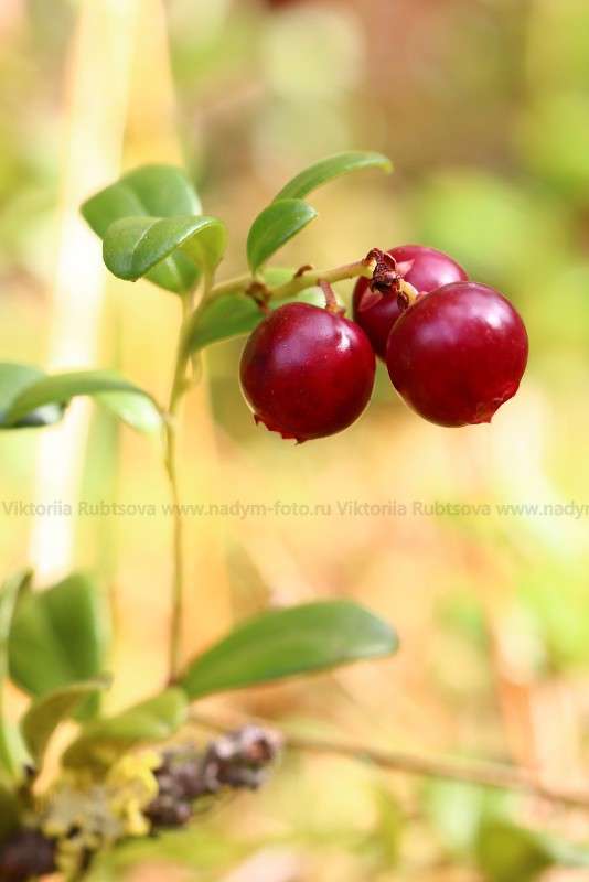 ... ����� Victoria Rubtsova �� PhotoGeek.ru #����� #������ ��� �������