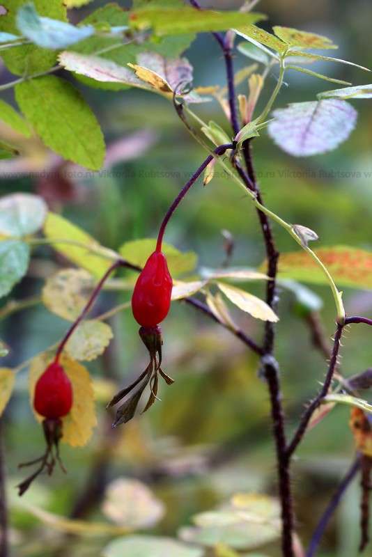 ... ����� Victoria Rubtsova �� PhotoGeek.ru #������ ��� �������