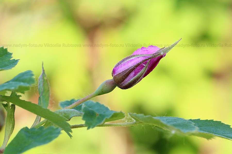 ... ����� Victoria Rubtsova �� PhotoGeek.ru #������ ��� �������