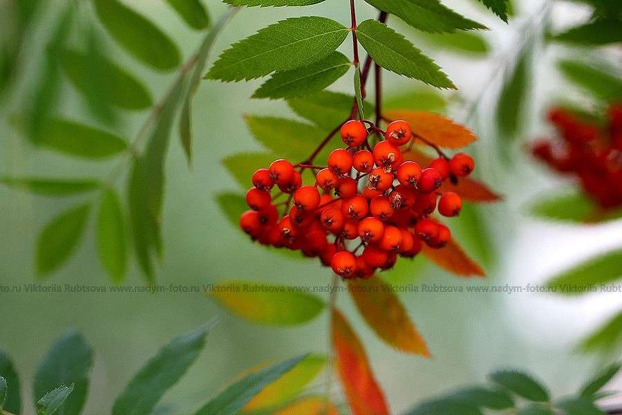 ... ����� Victoria Rubtsova �� PhotoGeek.ru #������ ��� �������