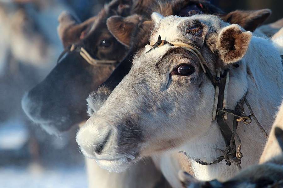 ... ����� Victoria Rubtsova �� PhotoGeek.ru #�������� ���