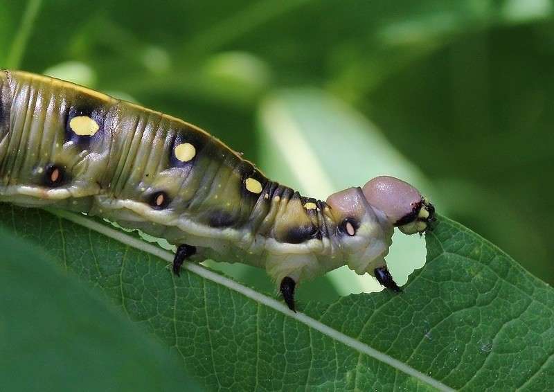 ... ����� Victoria Rubtsova �� PhotoGeek.ru #�����