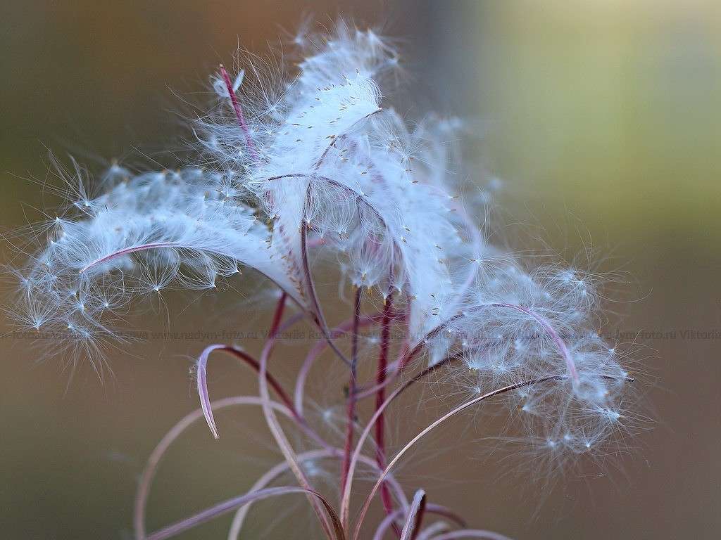 ... ����� Victoria Rubtsova �� PhotoGeek.ru #����� #������ ��� ������� #����� ��������������