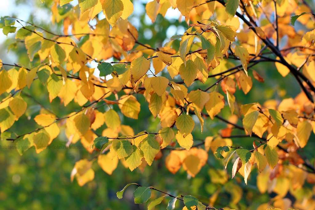 ... ����� Victoria Rubtsova �� PhotoGeek.ru #������ ��� ������� #����� ��������������