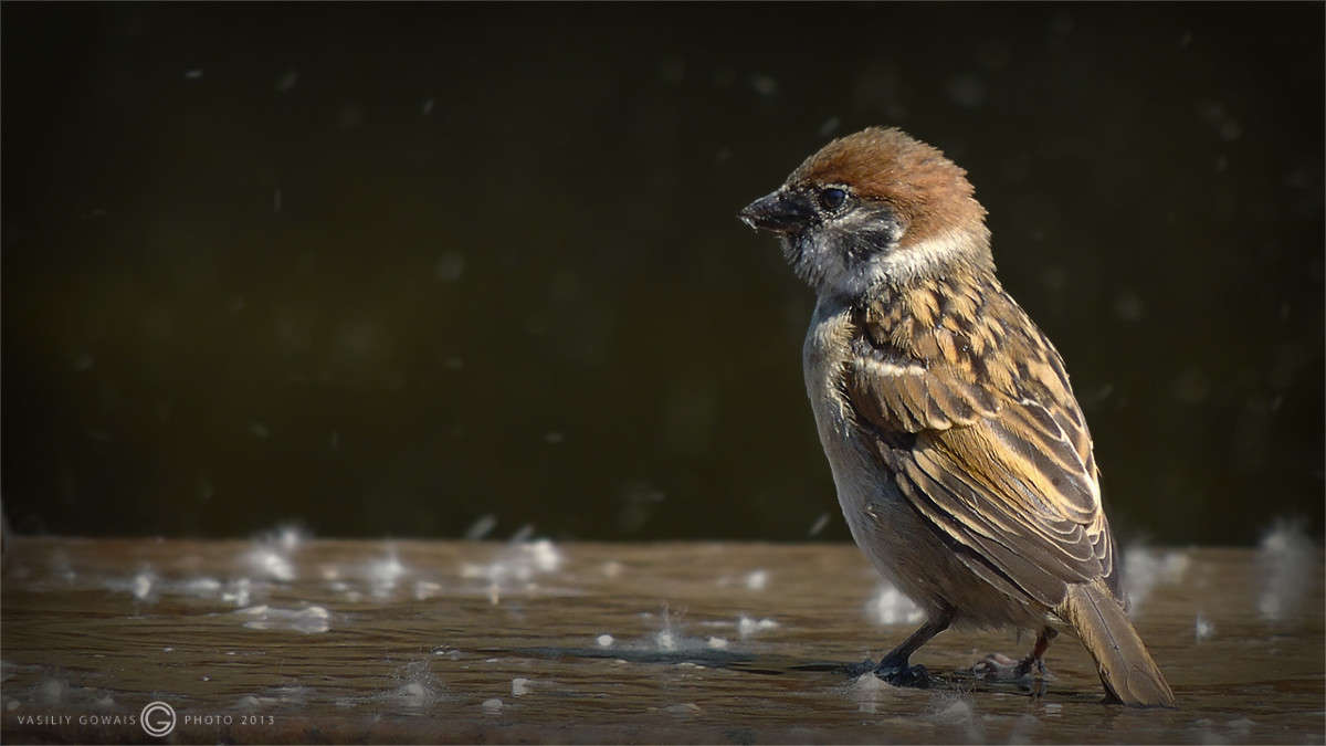 ������ ����� �������  �� PhotoGeek.ru #�������� ���