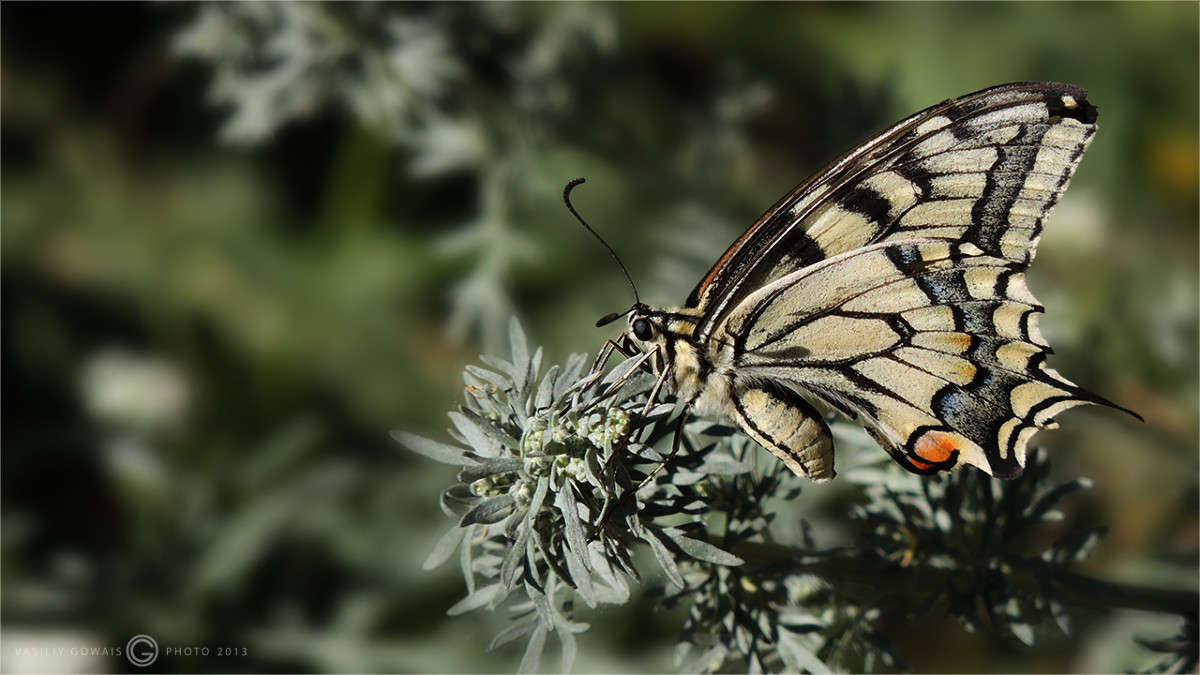 ��������� ����� �������  �� PhotoGeek.ru #����� #�������� ���