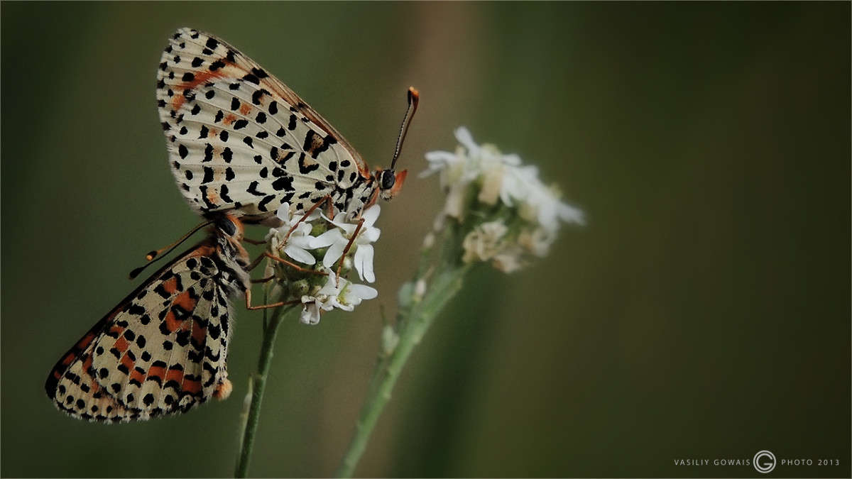 ������� ����� �������  �� PhotoGeek.ru #����� #�������� ���