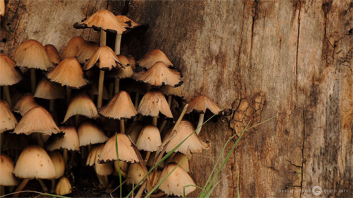 ������� ����� �������  �� PhotoGeek.ru #����� #������ ��� �������