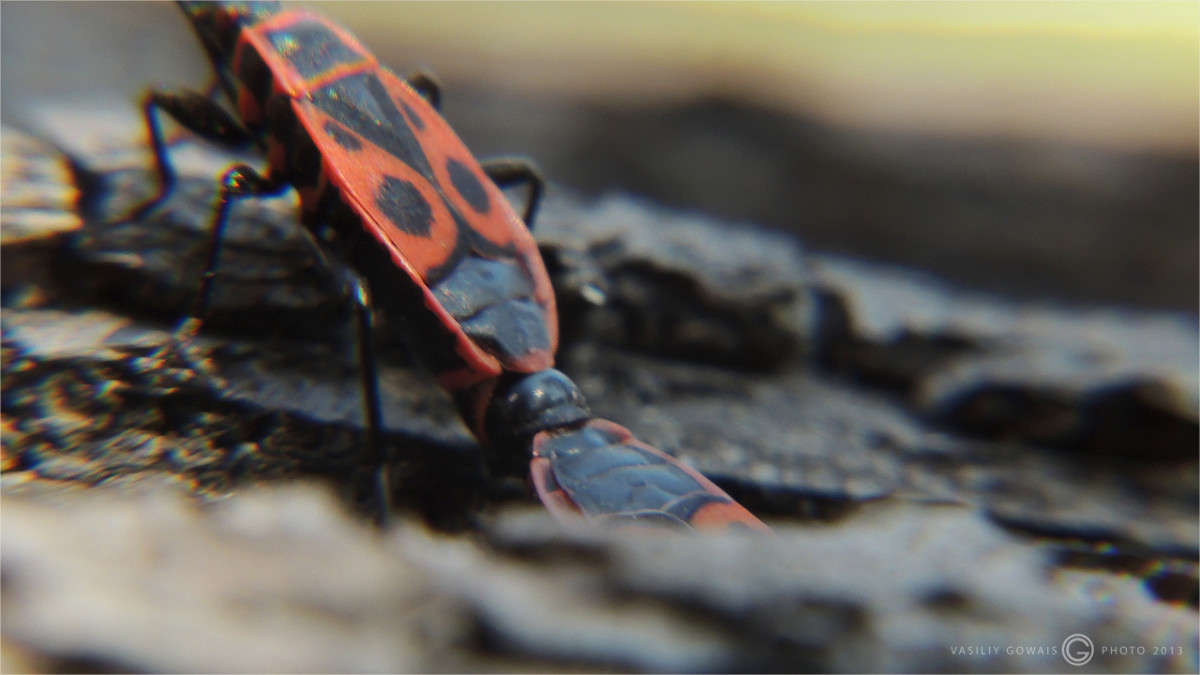 *** ����� �������  �� PhotoGeek.ru #�����