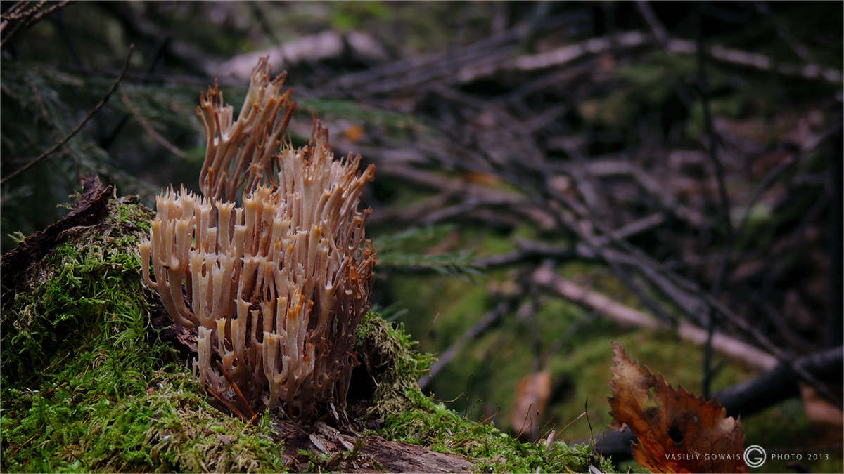 -0- ����� �������  �� PhotoGeek.ru #����� #������ ��� �������