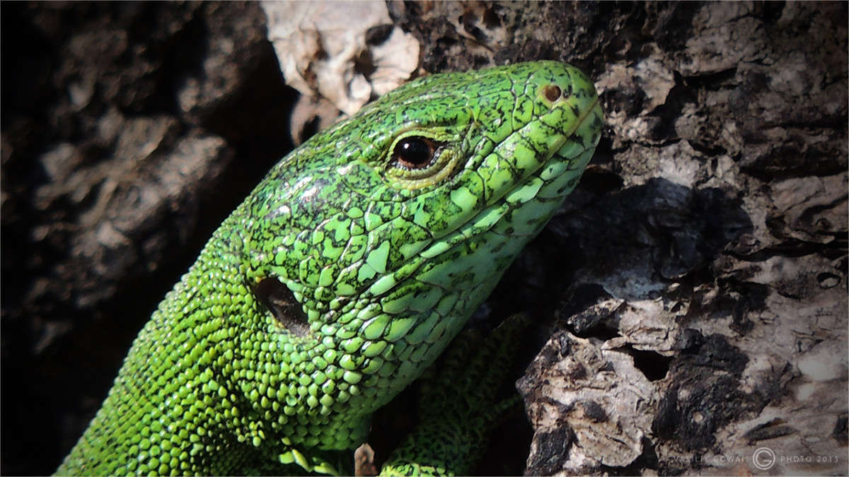 ���� ���� ����� �������  �� PhotoGeek.ru #����� #�������� ���