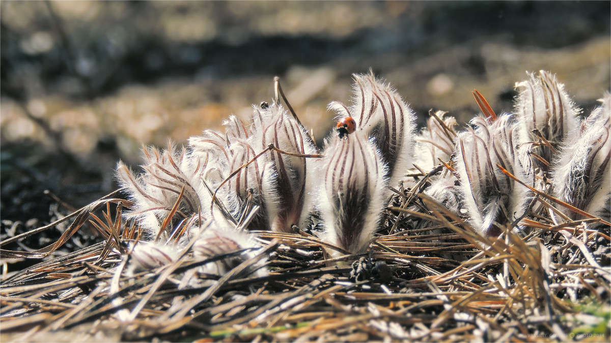 ����������� ����� �������  �� PhotoGeek.ru #����� #�������� ���