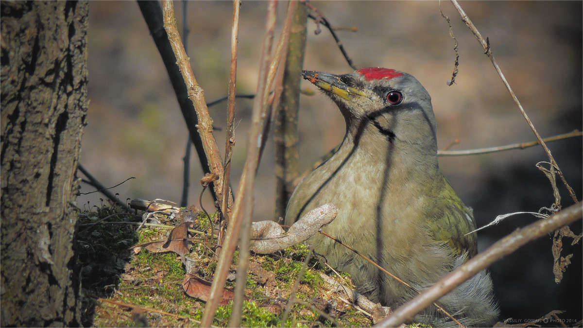 ������� ����� ����� �������  �� PhotoGeek.ru #�������� ���