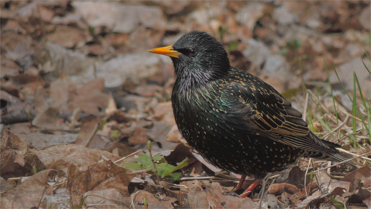 ���������� ����� �������  �� PhotoGeek.ru #�������� ���