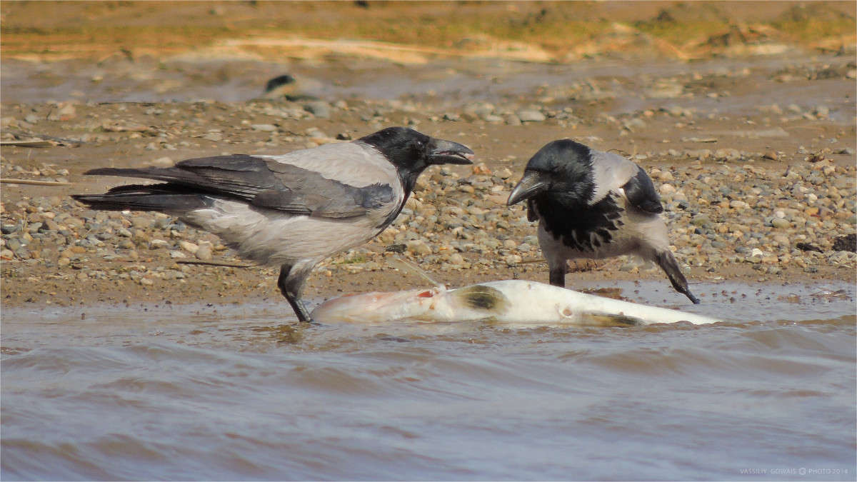 ������ ���� ����� �������  �� PhotoGeek.ru #�������� ���