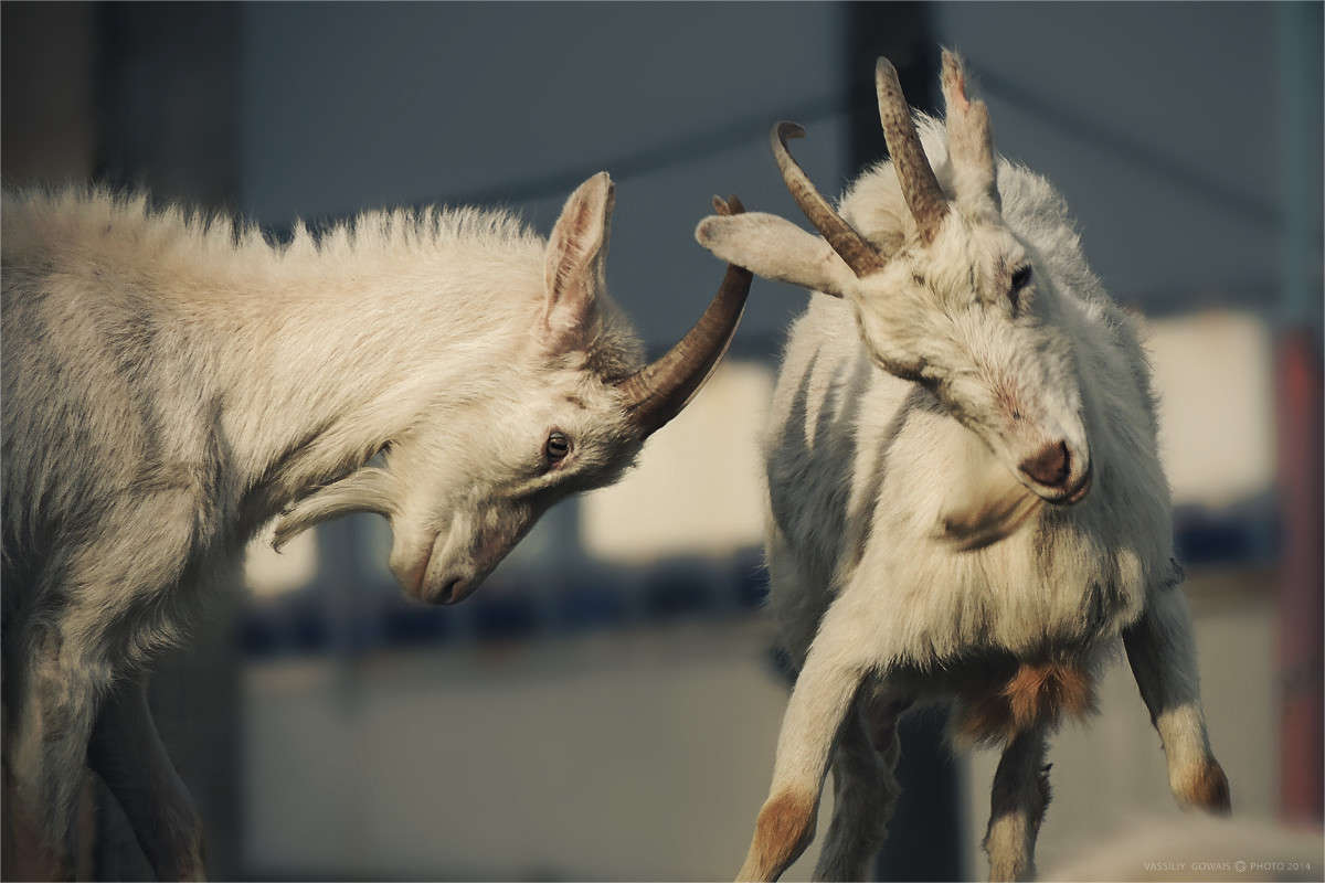 ������.. ����� �������  �� PhotoGeek.ru #�������� ���