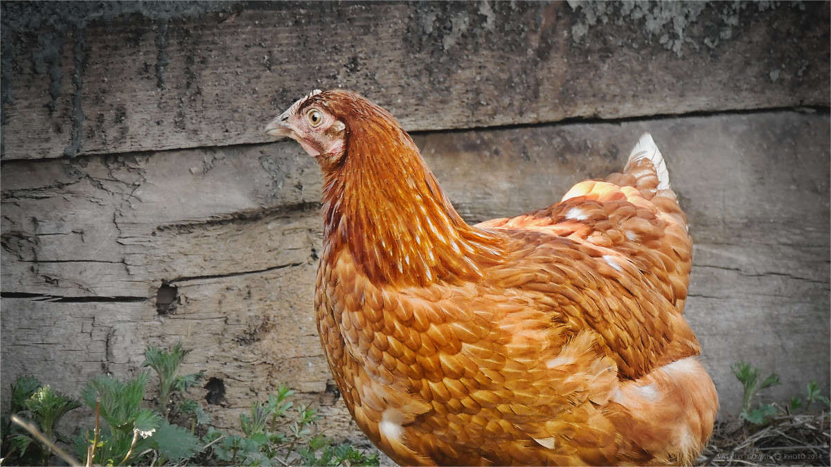 ���� ����� �������  �� PhotoGeek.ru #�������� ���