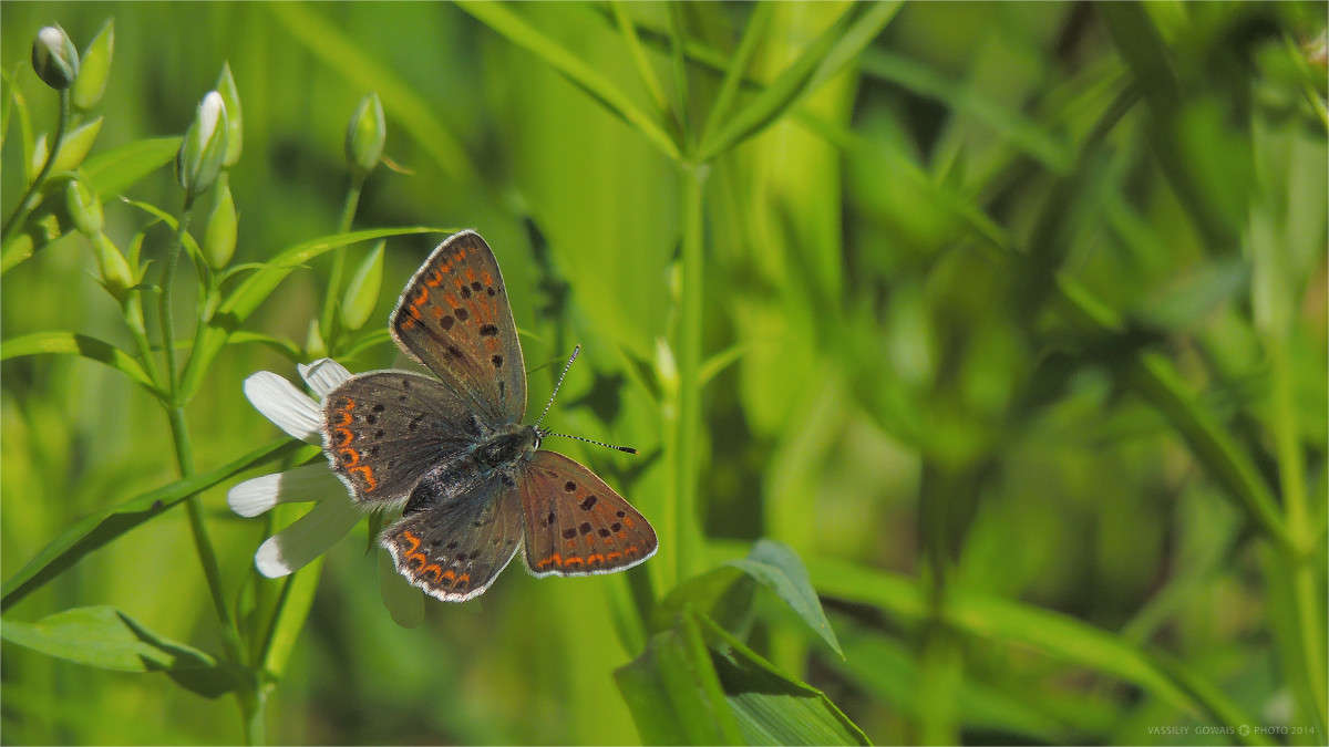 ����� ������ ����� �������  �� PhotoGeek.ru #�����