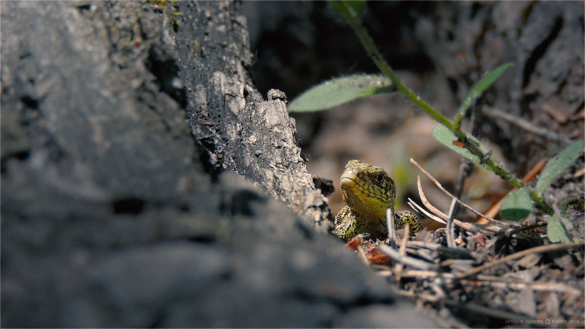 ������ ����� �������  �� PhotoGeek.ru #�����