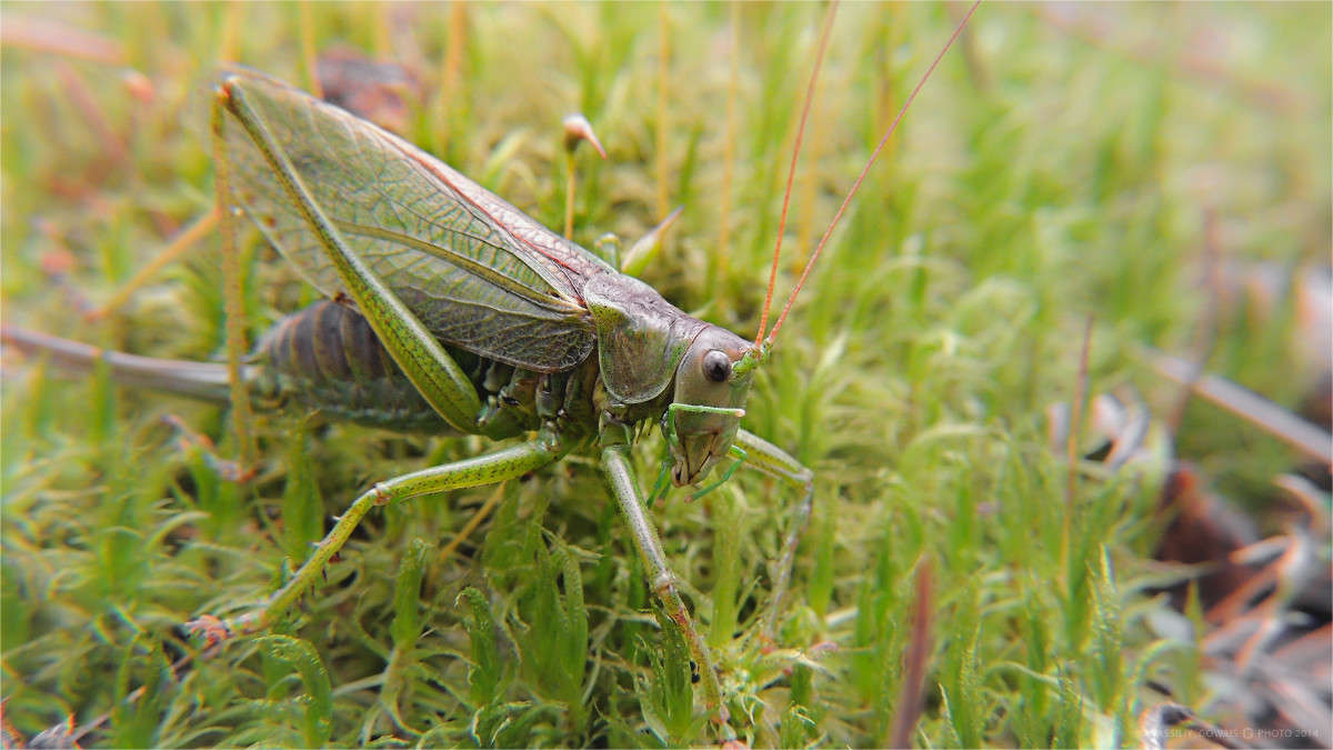 ... ����� �������  �� PhotoGeek.ru #�����